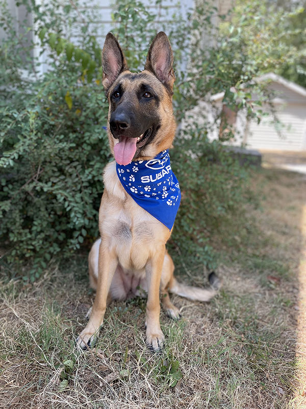 Reliable Subaru Partners With The Bark Yard - Puppy 2