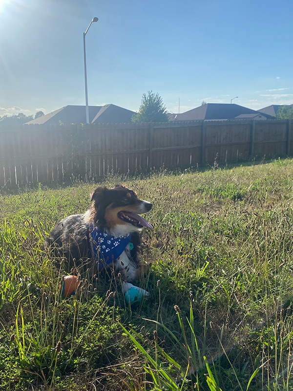 Reliable Subaru Partners With The Bark Yard - Puppy 3